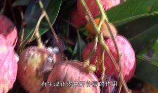 荔枝的功效与作用禁忌