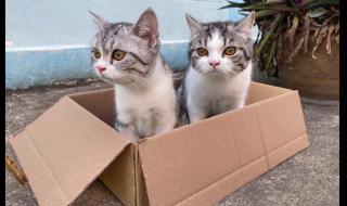 盒子里的猫什么时候播