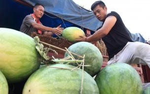 河南40度能种白菜吗 河南多地高温冲上40度