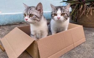 盒子里的猫综艺是什么类型 盒子里的猫什么时候播